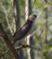 Image of Collared Sparrowhawk