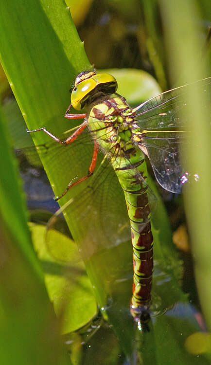 Image of Green Hawker