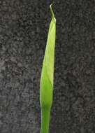 Image of Arum lily