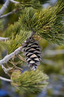 Image of Limber Pine