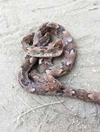 Image of Coastal Lyre Snake