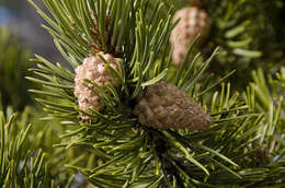 Imagem de Pinus contorta Douglas ex Loudon