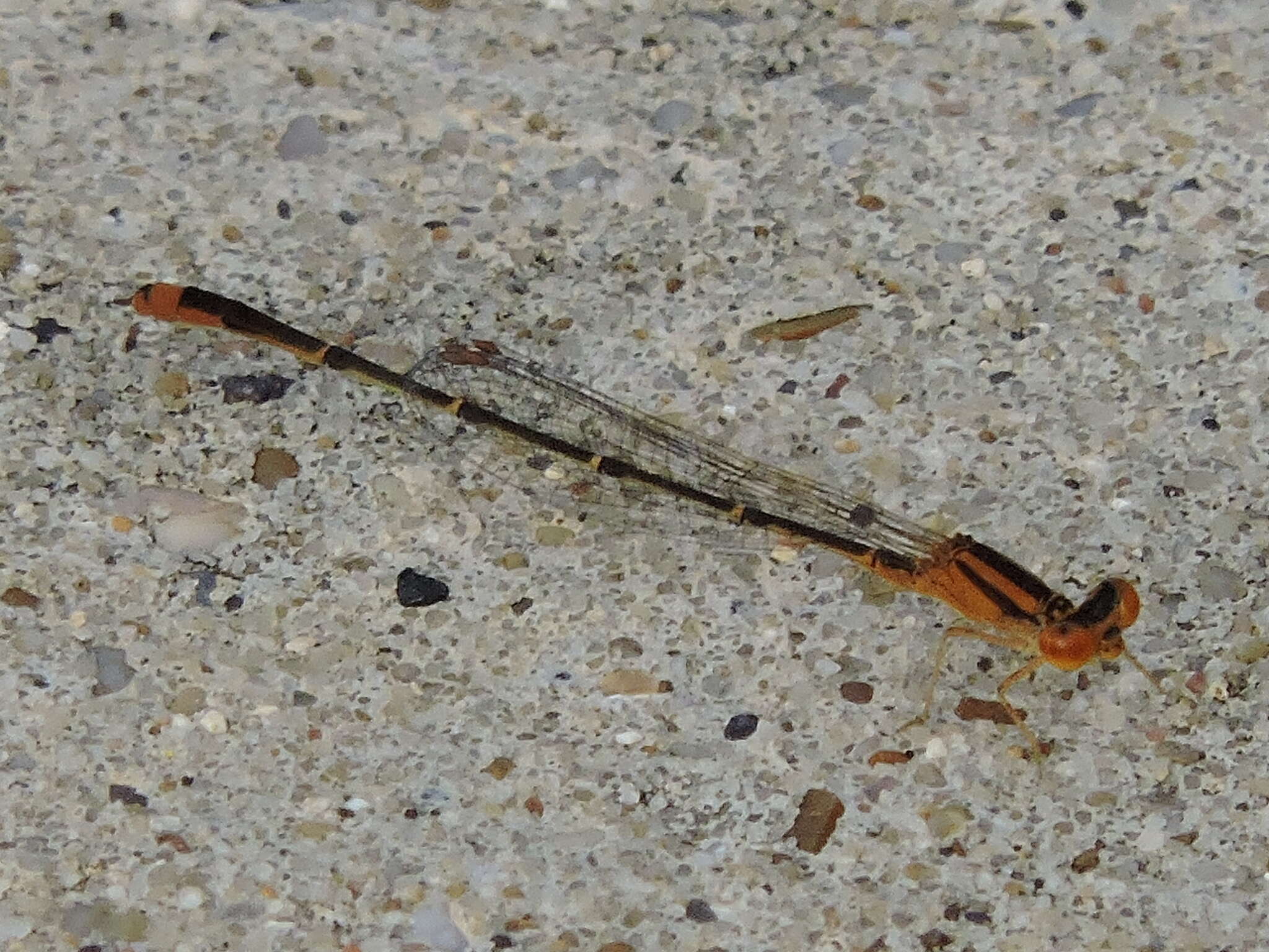 Image of Orange Bluet