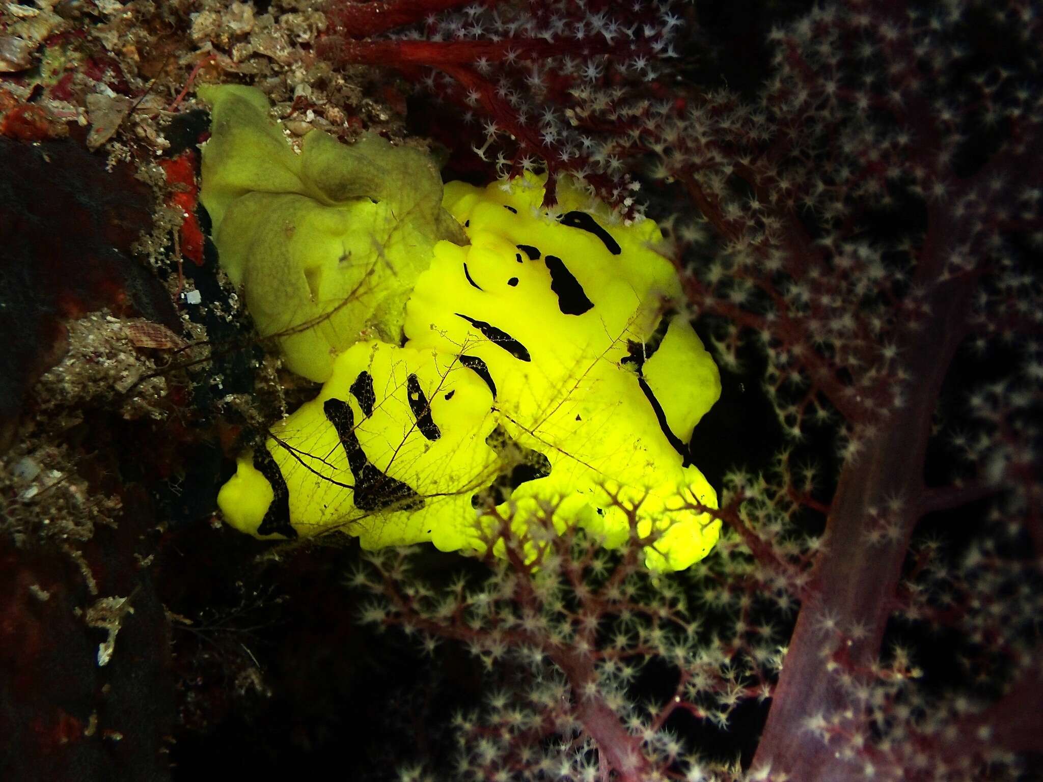 Image of Giant yellow nudibranch