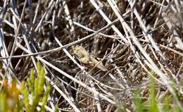 Image of Groove-headed Grasshopper