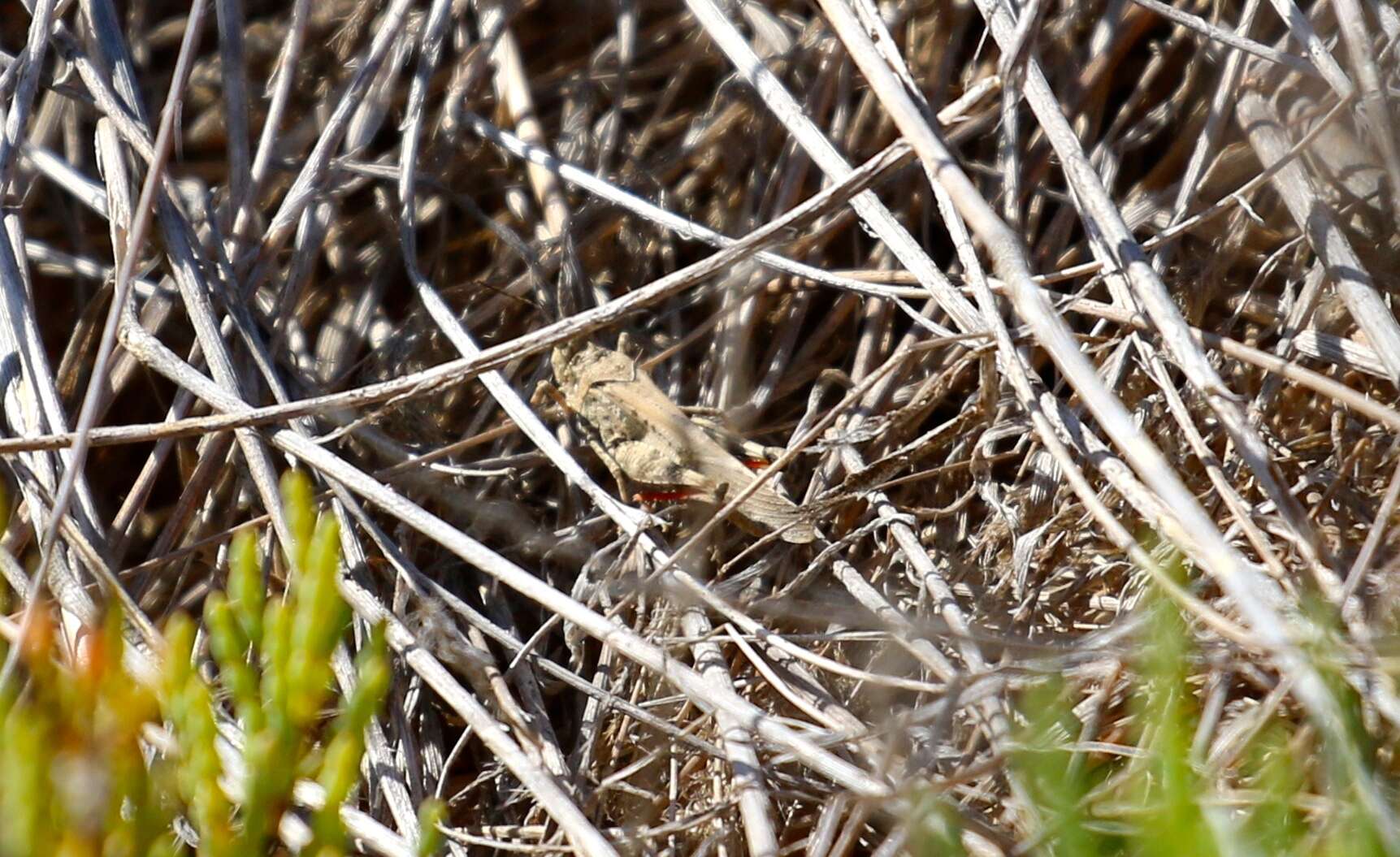 Image of Groove-headed Grasshopper