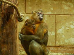 Image of Golden-bellied Mangabey