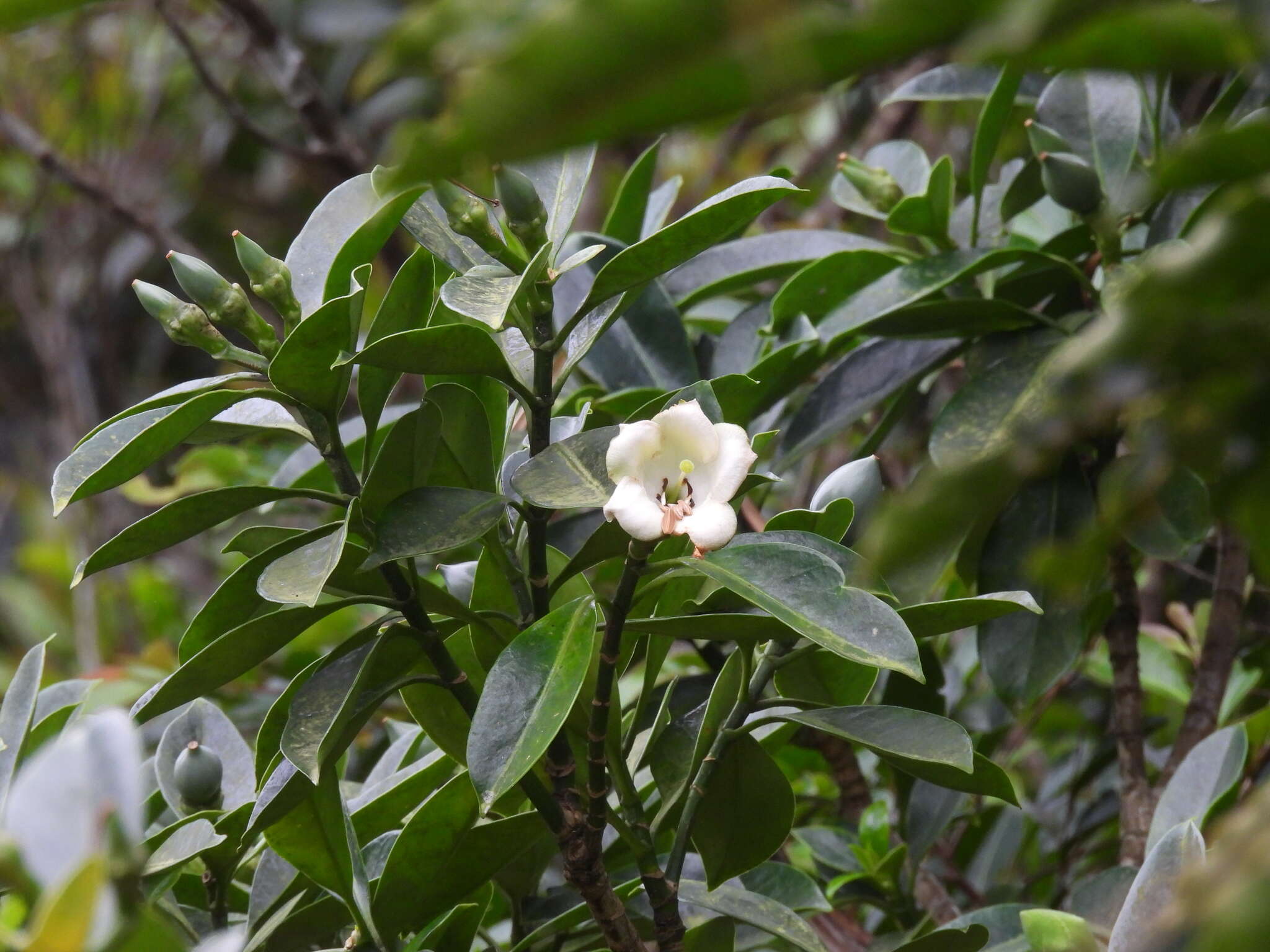 Image of Fagraea ceilanica Thunb.