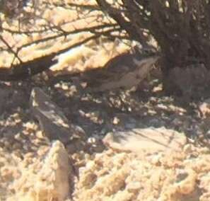 Image of Sagebrush Sparrow