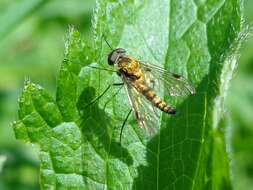 Image of Chrysopilus asiliformis