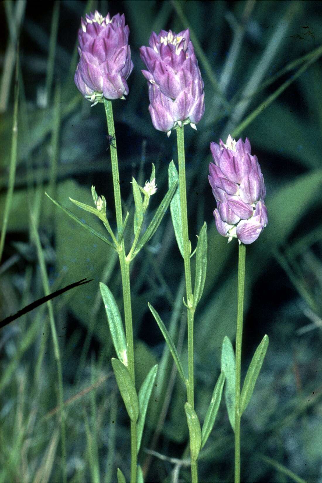 Image of blood milkwort