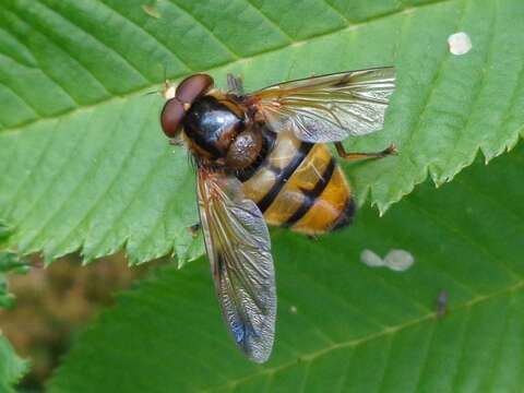 Image of lesser hornet hoverfly