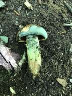 Boletus vermiculosoides A. H. Sm. & Thiers 1971的圖片