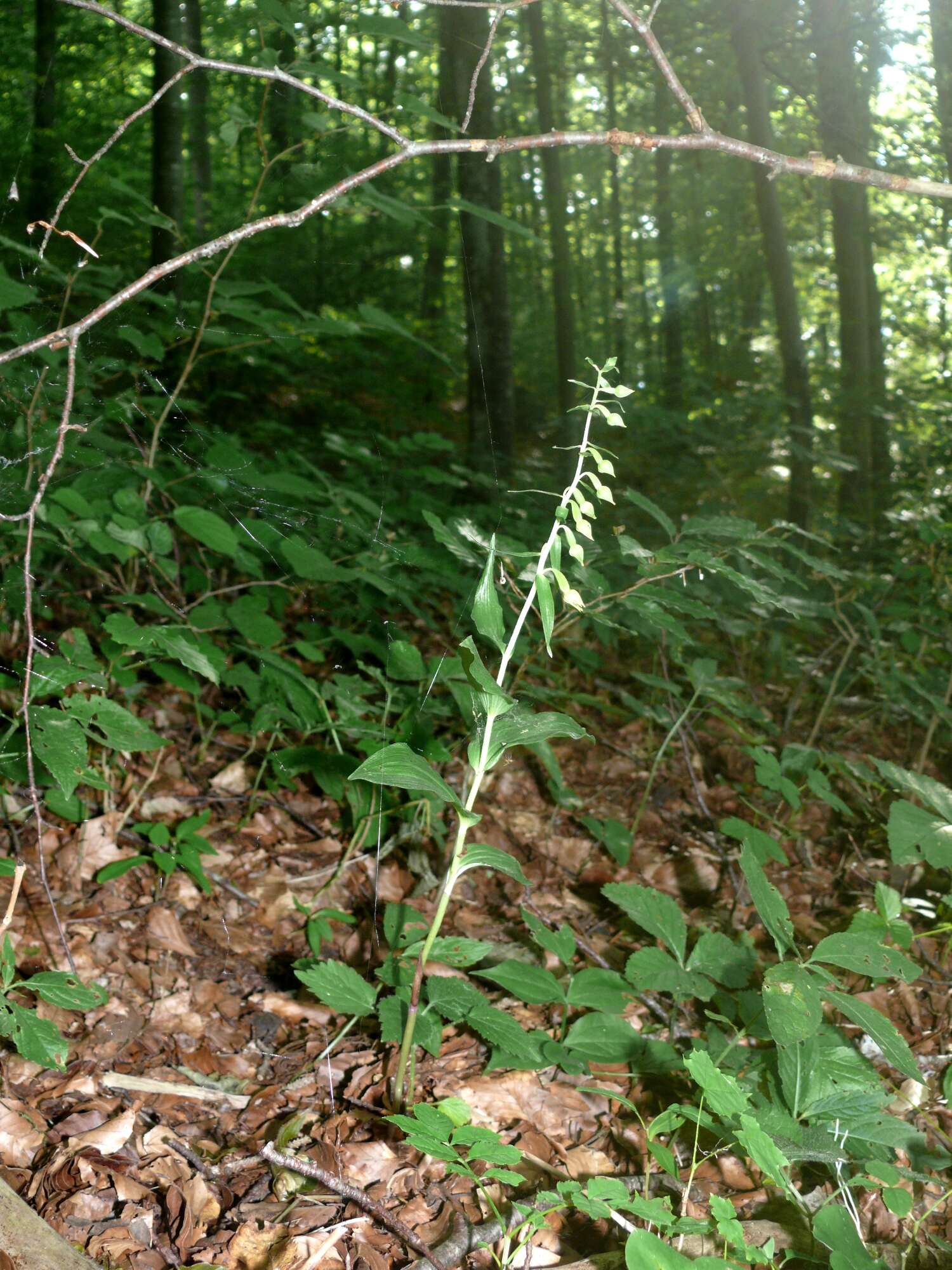 Image of Narrow-lipped helleborine