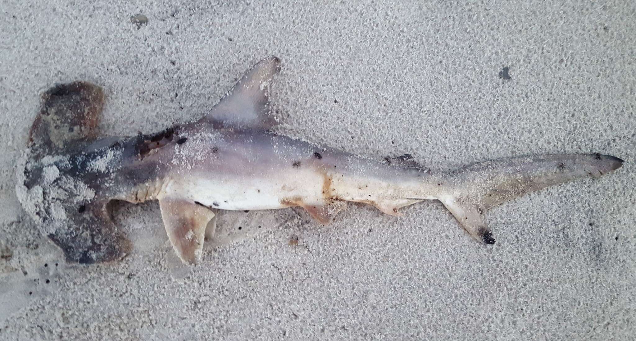 Image of hammerhead sharks