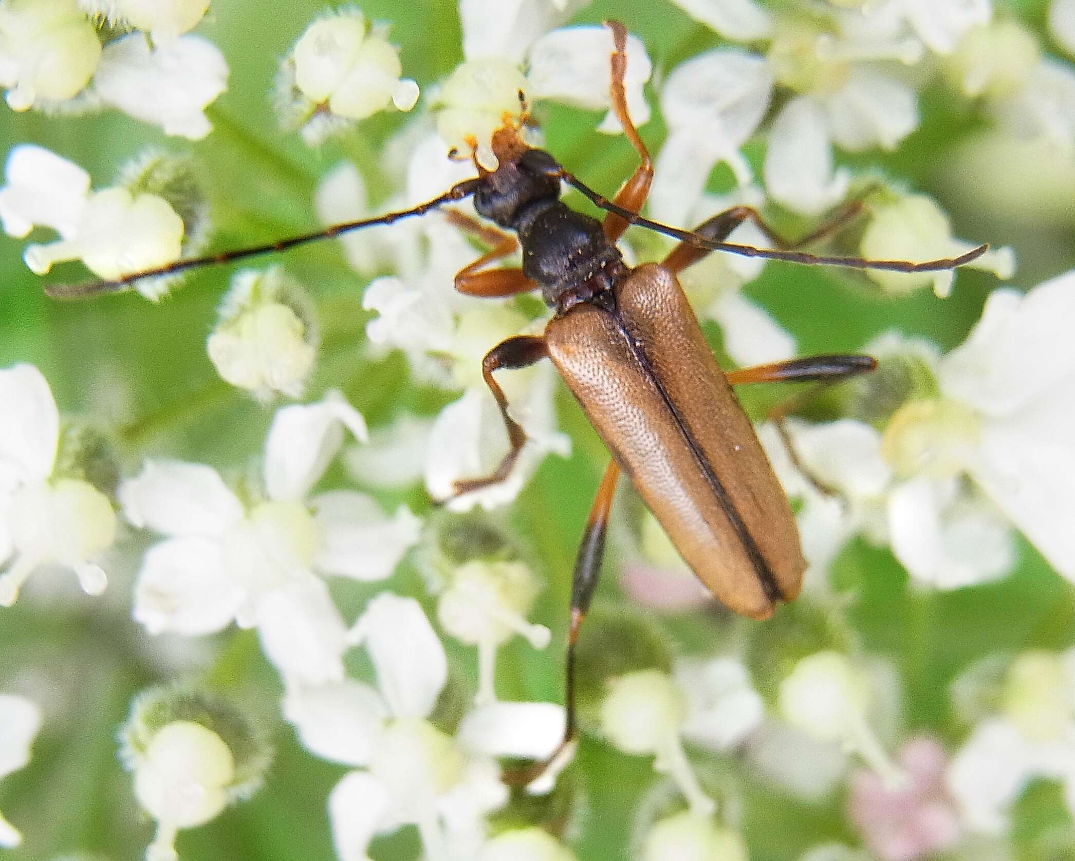 Image of Pidonia lurida (Fabricius 1793)