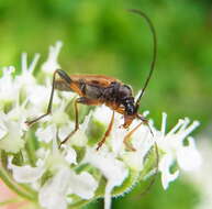 Image of Pidonia lurida (Fabricius 1793)