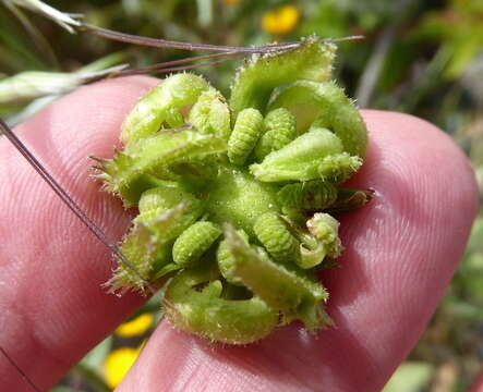 Image of pot marigold