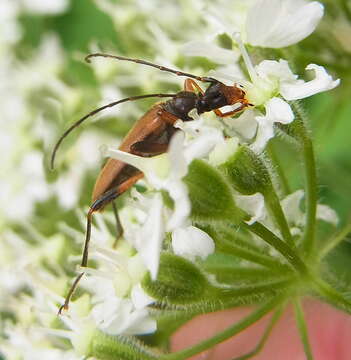 Image of Pidonia lurida (Fabricius 1793)