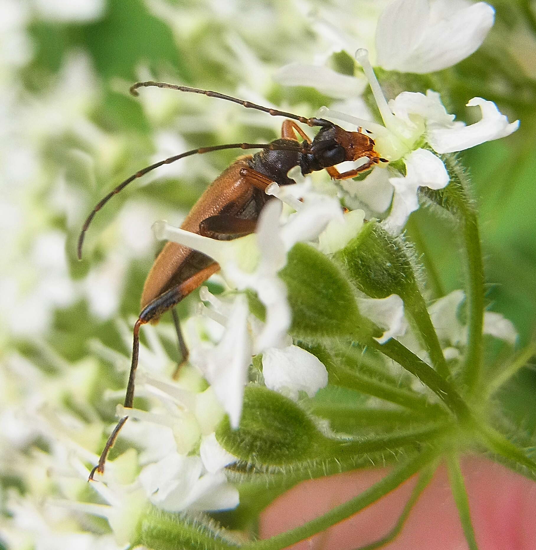 Image of Pidonia lurida (Fabricius 1793)