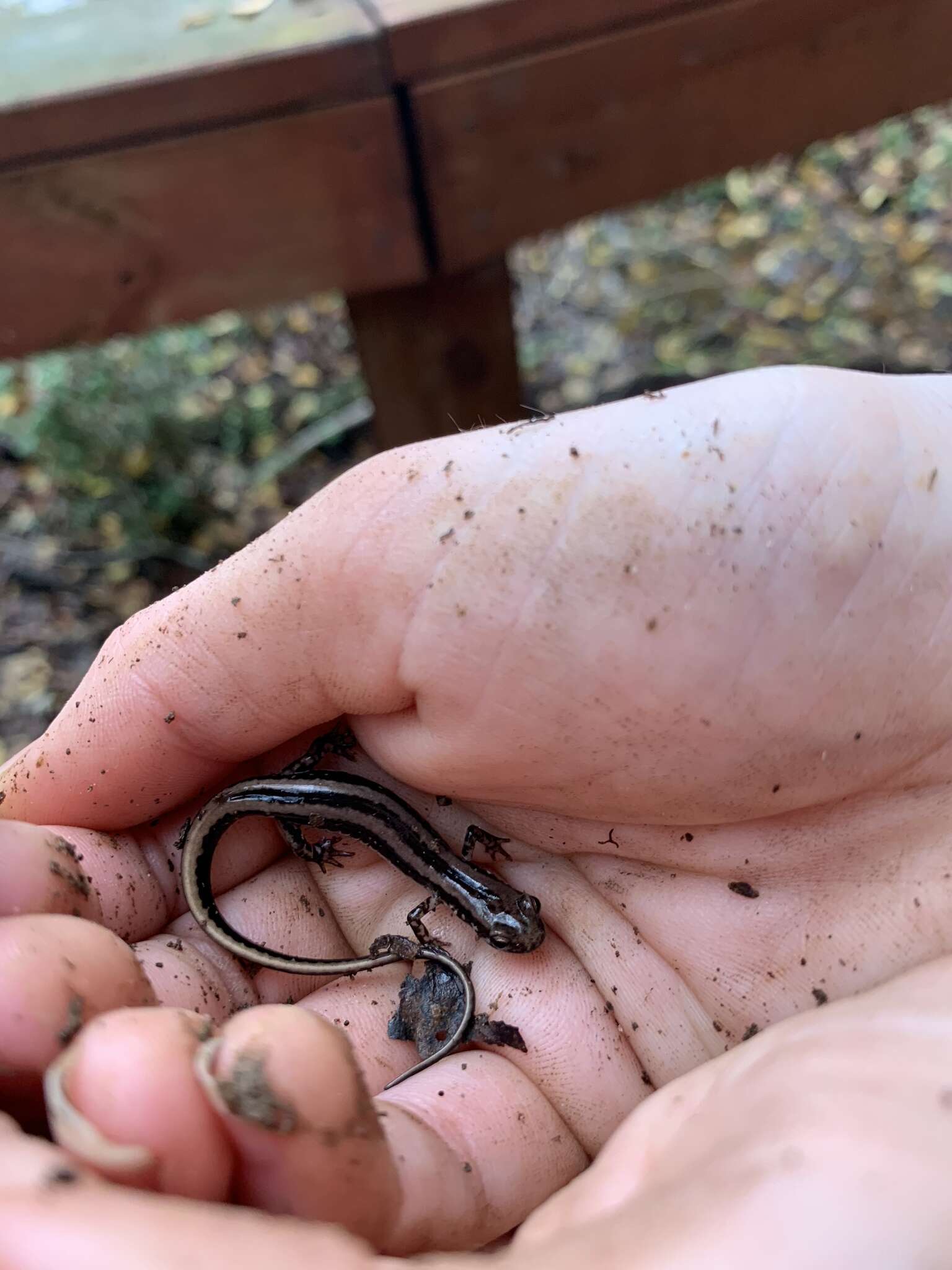 Image of Three-lined Salamander