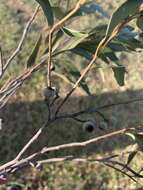 Image de Eucalyptus eugenioides Sieber ex Spreng.