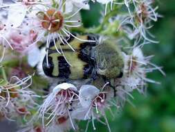 Image of Bee beetle