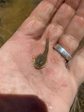 Image of Summer tadpole shrimp