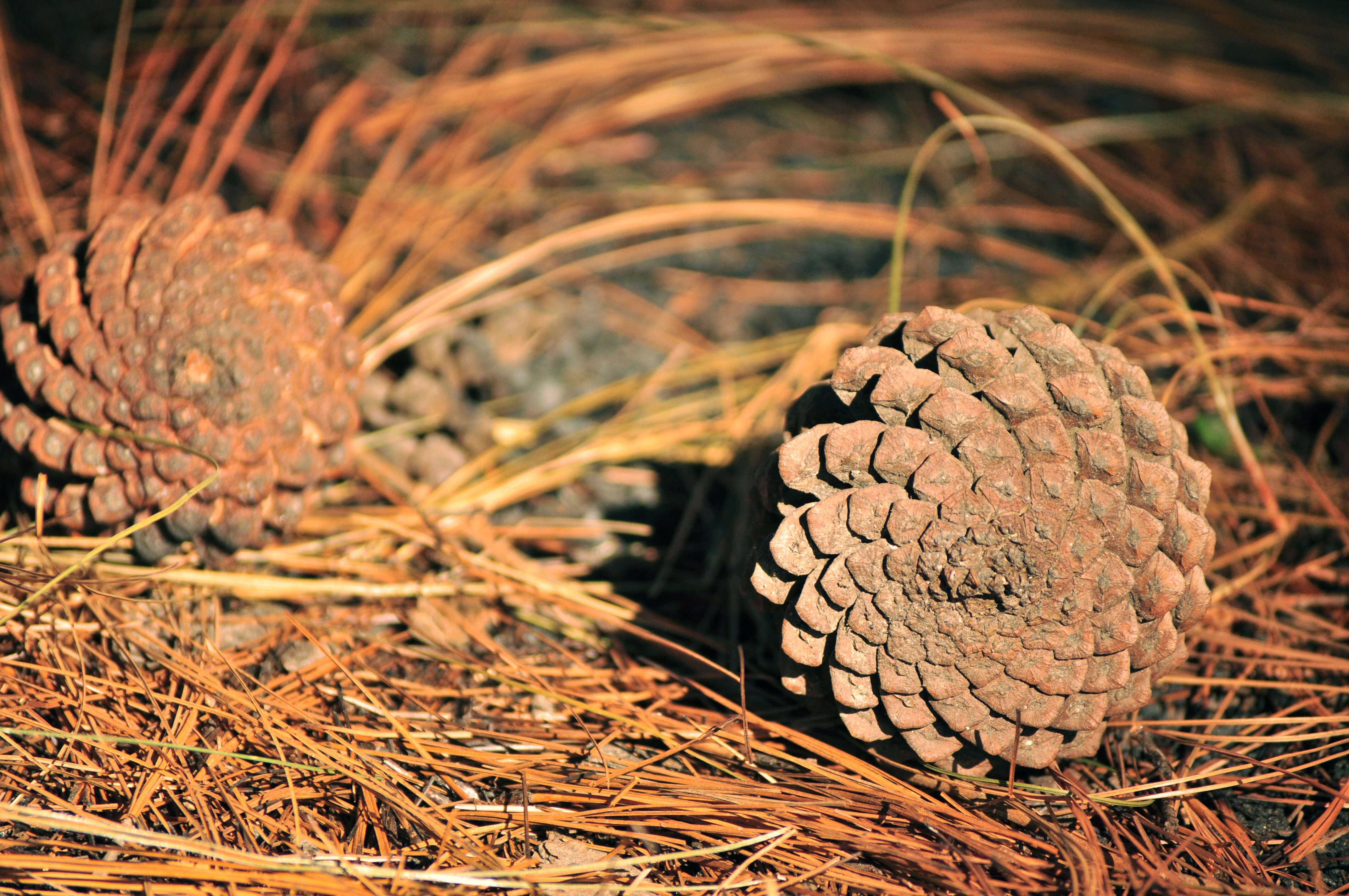 Image of Thin-leaf Pine