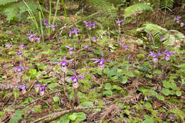 Image of calypso orchid