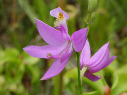 Image of tuberous grasspink