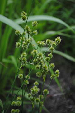 Juncus brachycarpus Engelm.的圖片