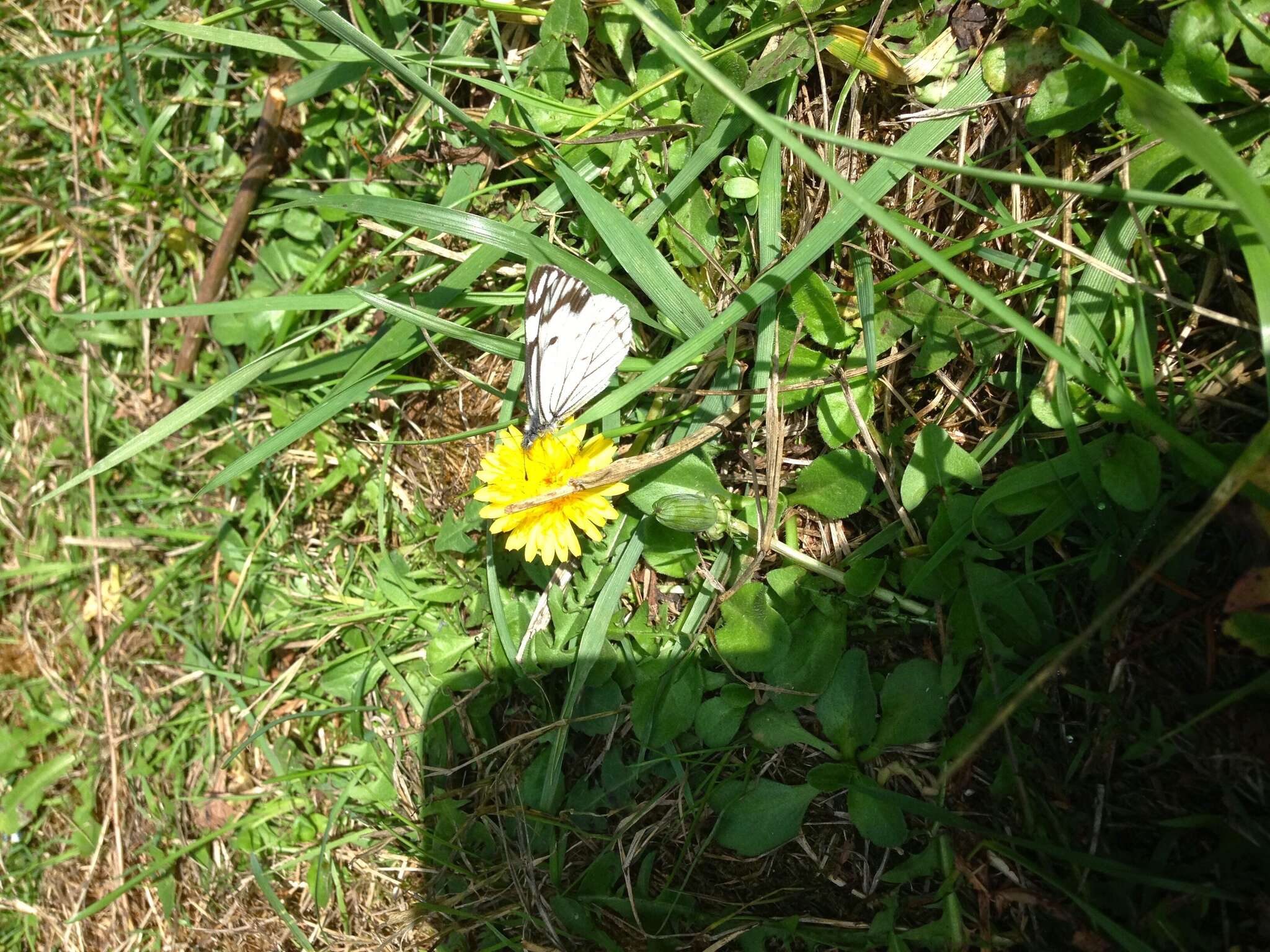 Image of Pine White