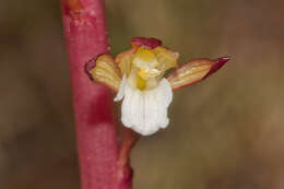 Image of Spotted coralroot