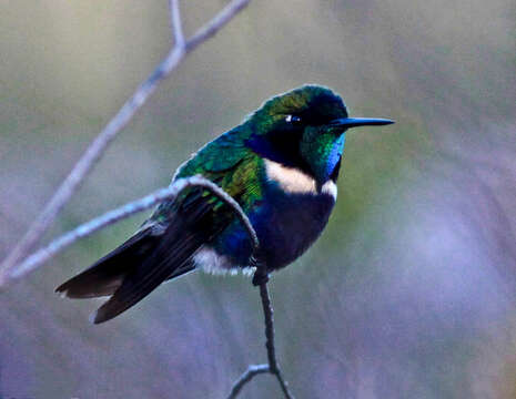 Image of Hyacinth Visorbearer