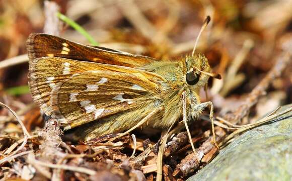 Image of Hesperia comma laurentina Lyman 1892