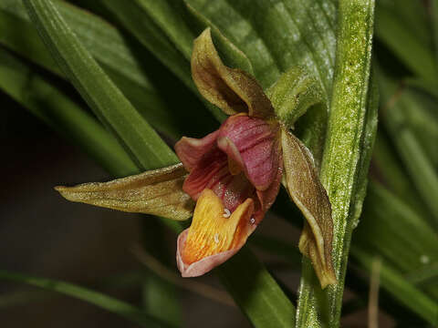 Image of Stream orchid