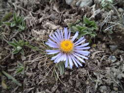 Plancia ëd Aster flaccidus Bunge