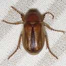 Image of European Chafer