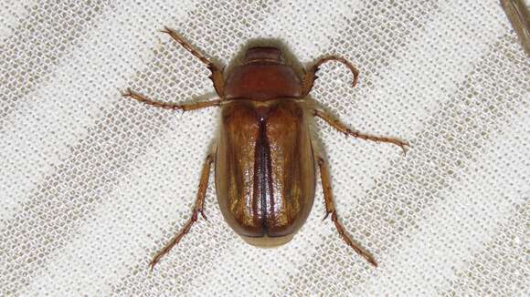 Image of European Chafer