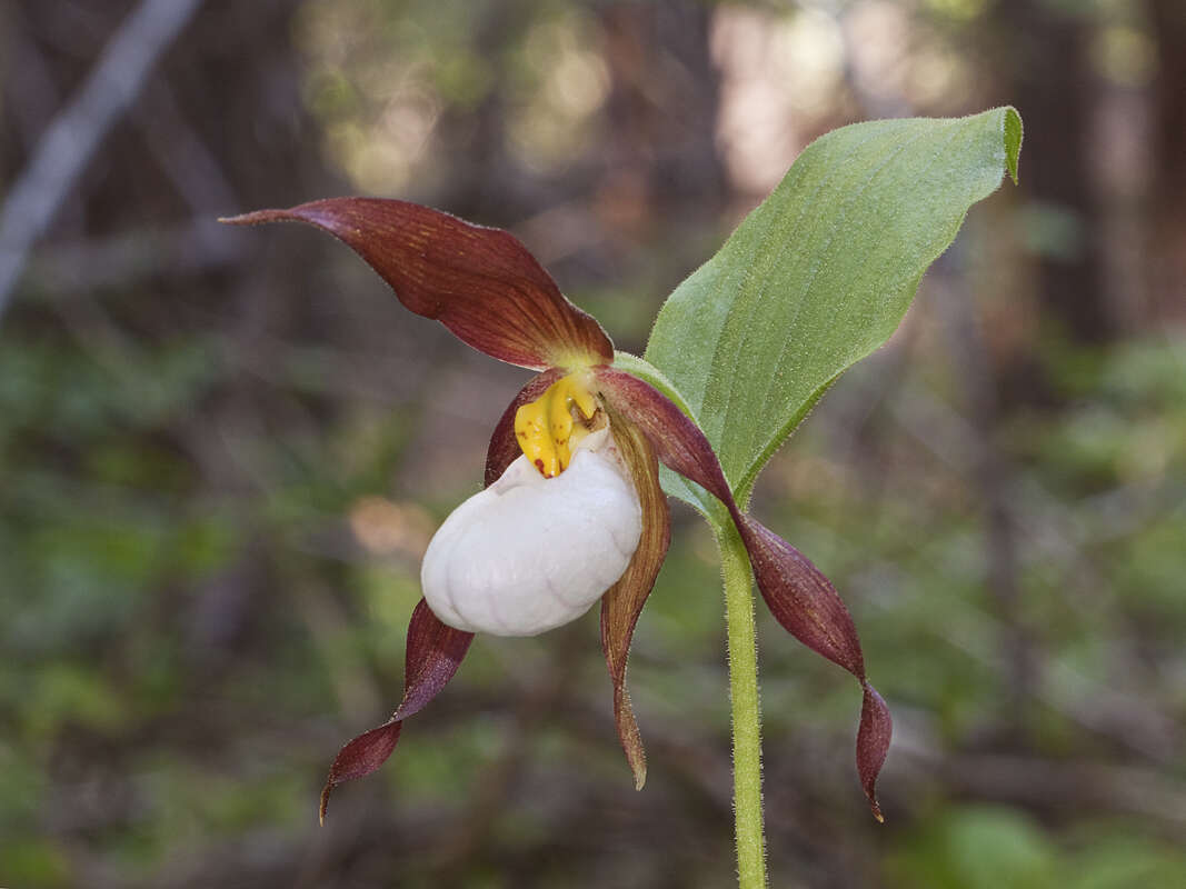 Imagem de Cypripedium montanum Douglas ex Lindl.