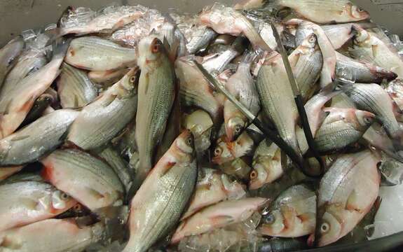 Image of White Bass