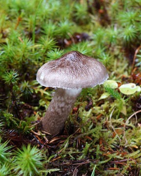 Image of Hygrophorus inocybiformis A. H. Sm. 1944