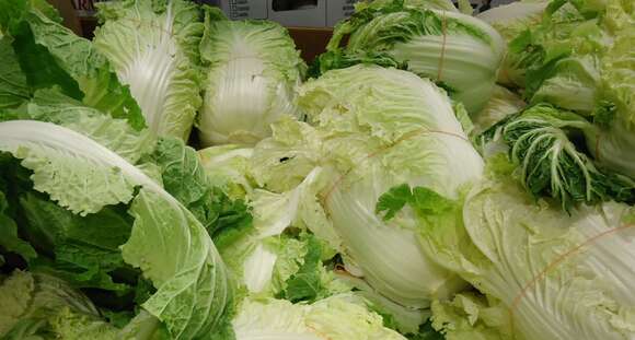 Image of Napa cabbage