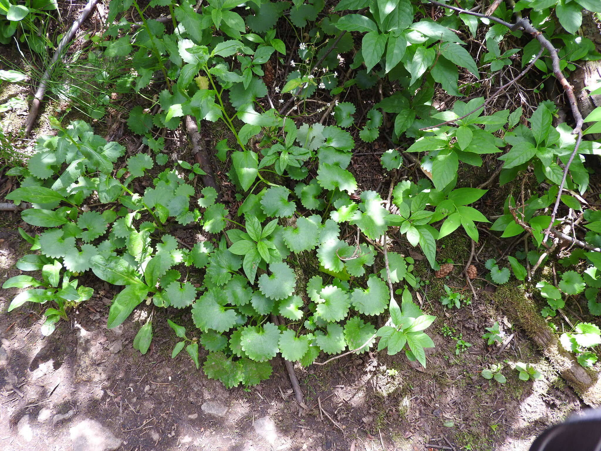 Image of Streambank Pseudosaxifrage