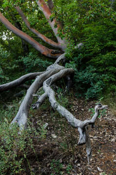 Image of Greek Strawberry-tree