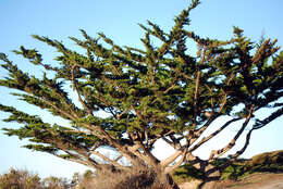 Image of Monterey cypress