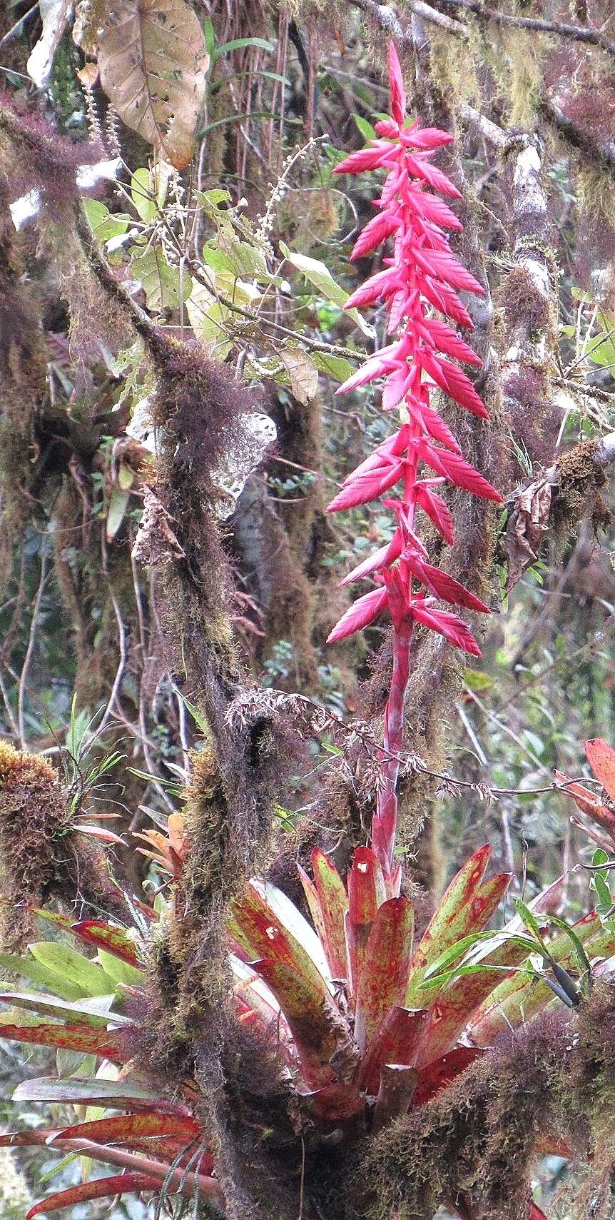 Image of Tillandsia superba Mez & Sodiro