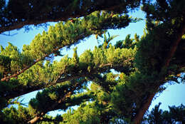 Image of Monterey cypress