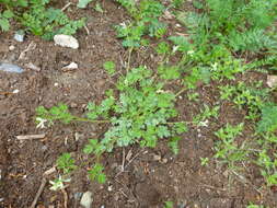 Corydalis capnoides (L.) Pers. resmi